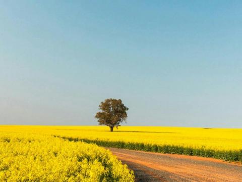 The Canola Trail Photography Class