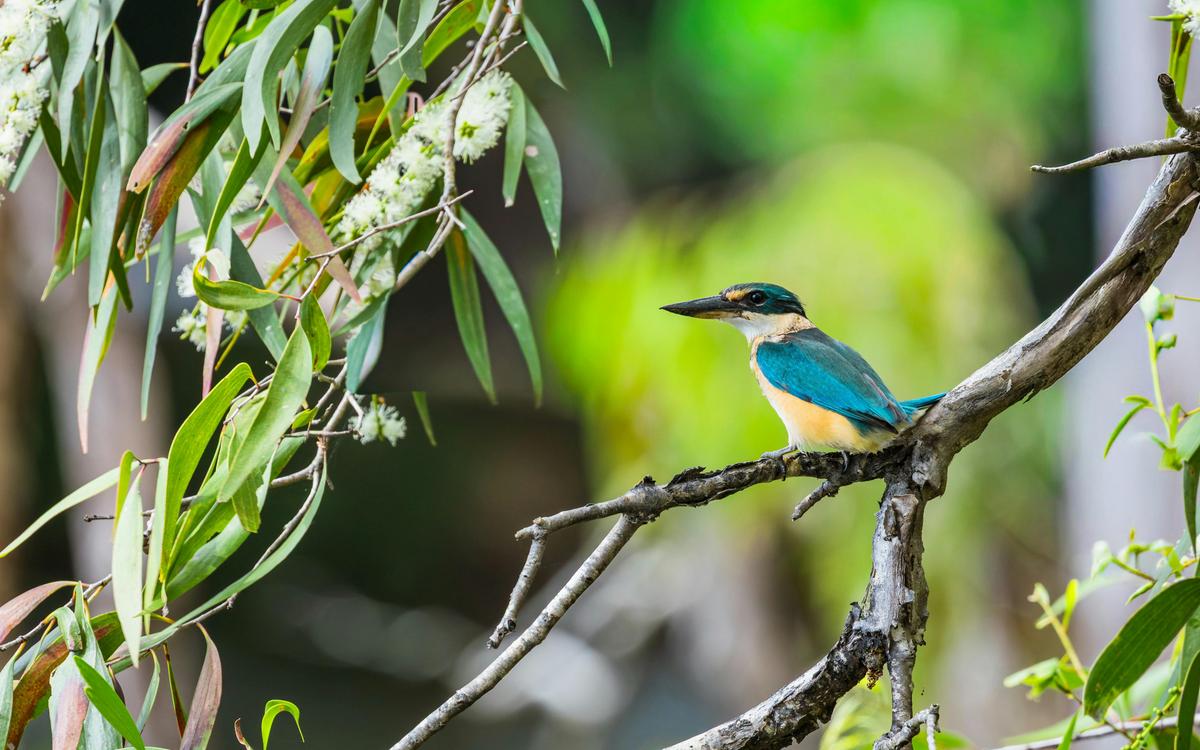 Sacred Kingfisher