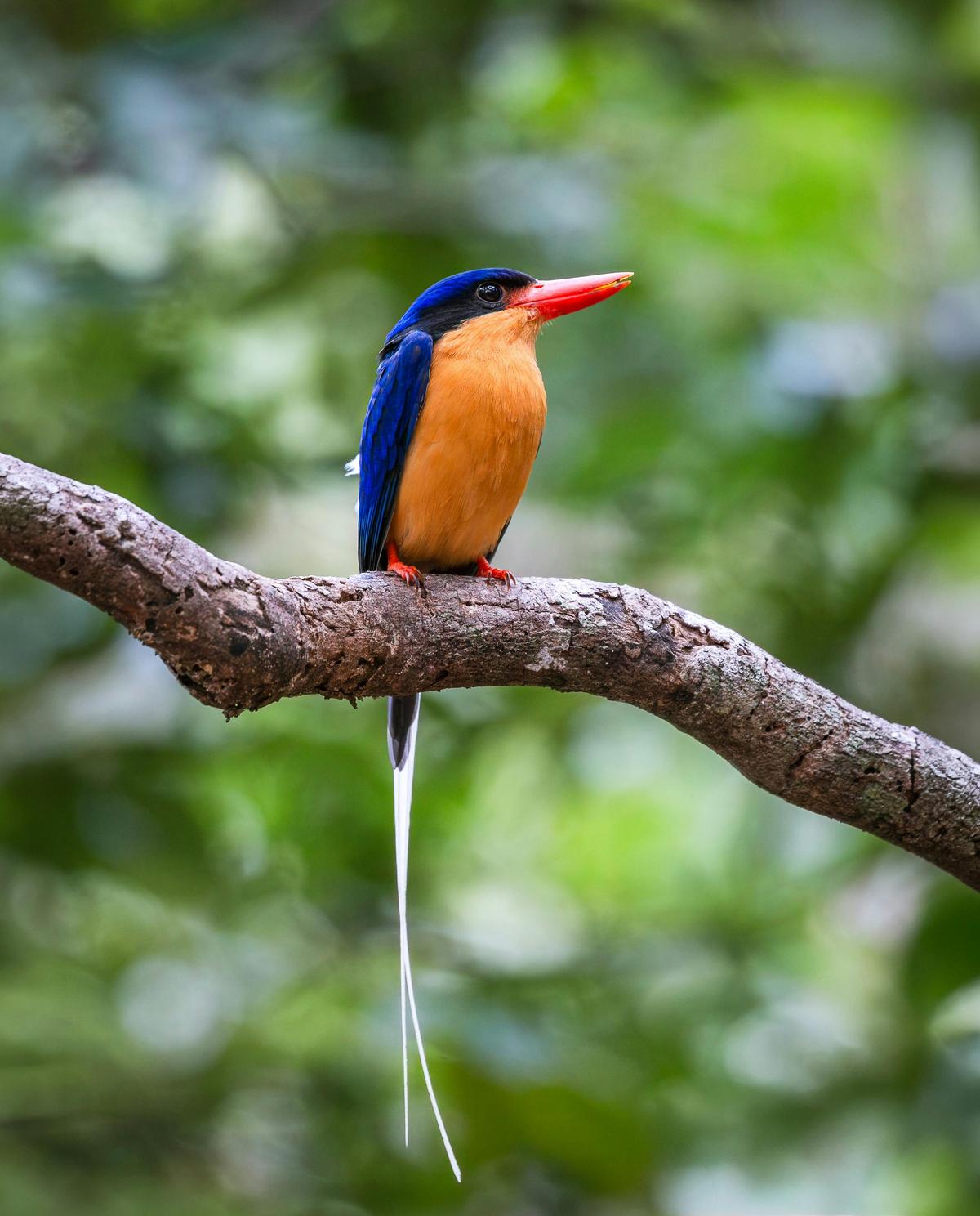 Buff-breasted Paradise Kingfisher, Wet Tropics