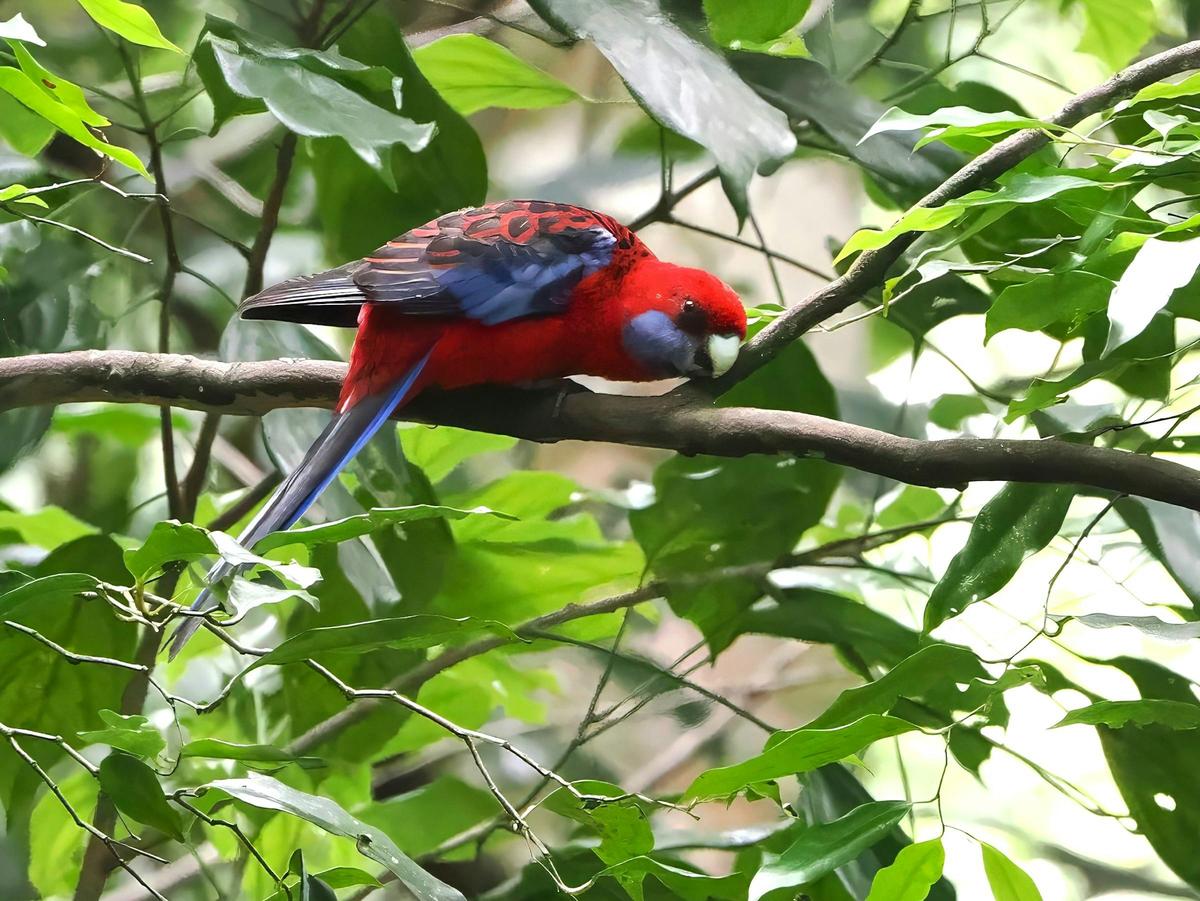 Crimson Rosella, Crater Lakes National Park. Photo: Kingfisher Birding