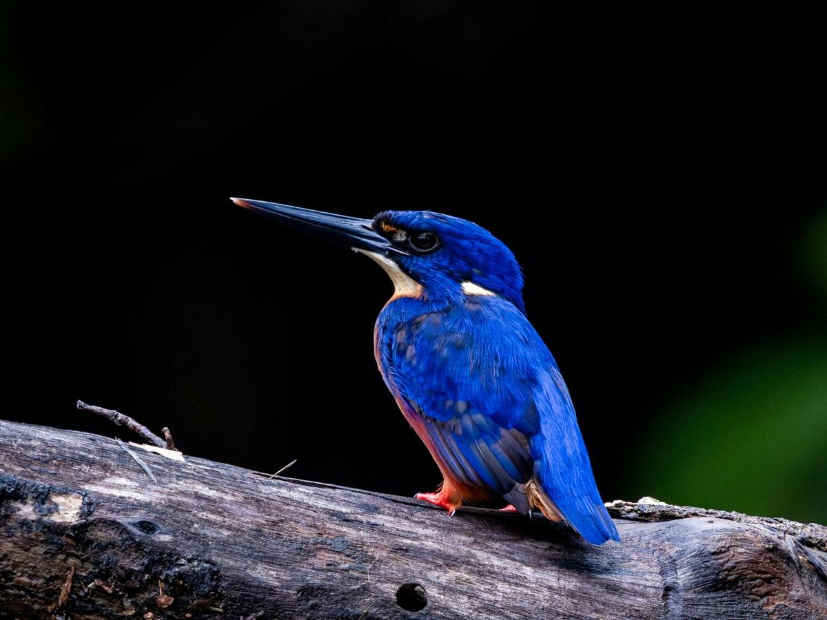 Azure Kingfisher, Wet Tropics.