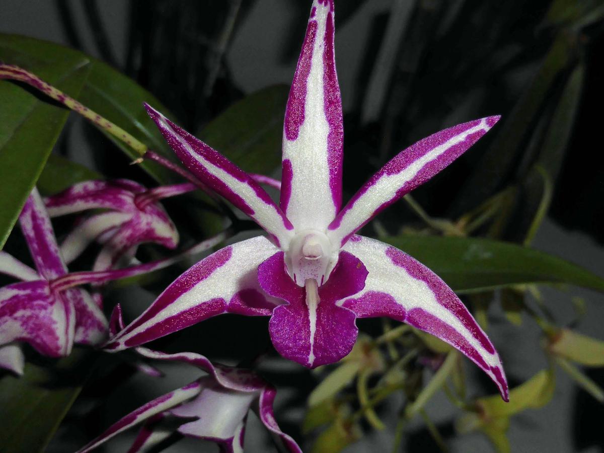 The Illawarra Native Orchid Society Spring Show