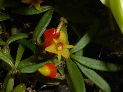 The Illawarra Native Orchid Society Spring Show