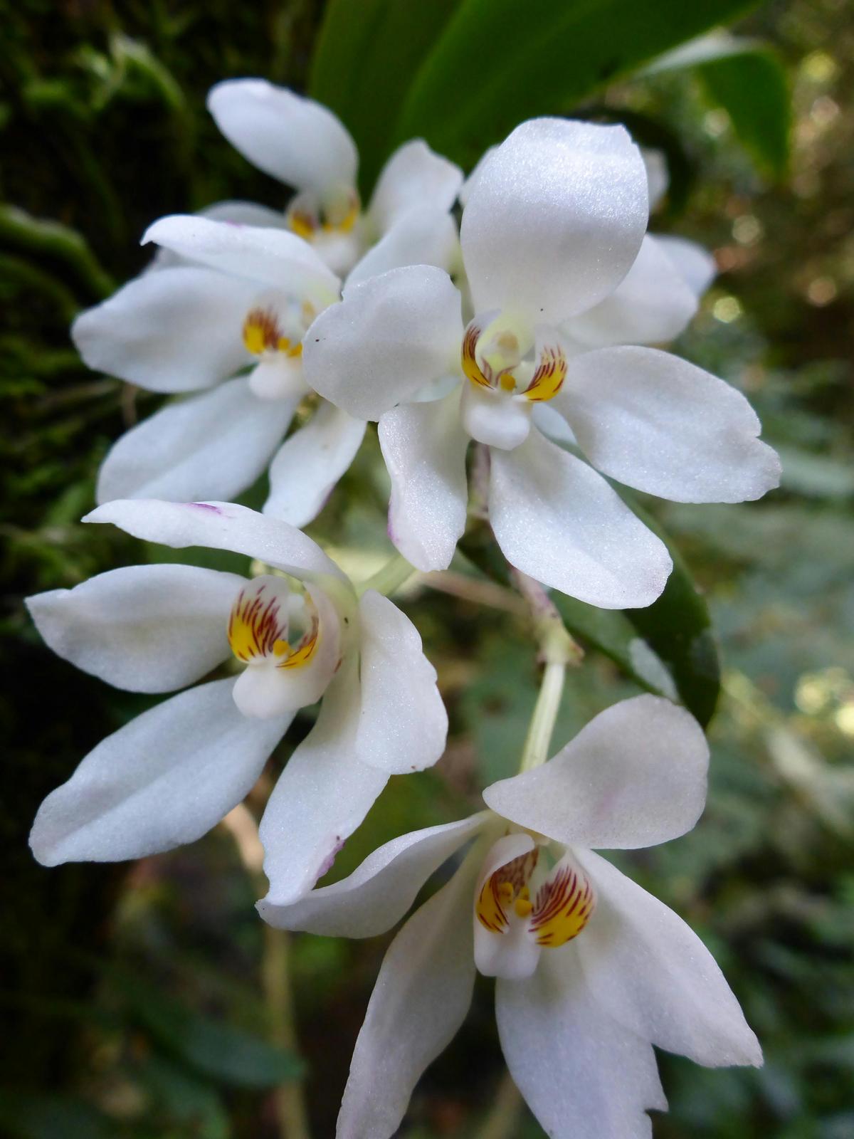 The Illawarra Native Orchid Society Spring Show