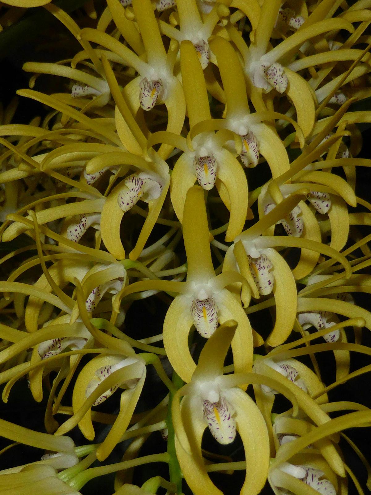 The Illawarra Native Orchid Society Spring Show