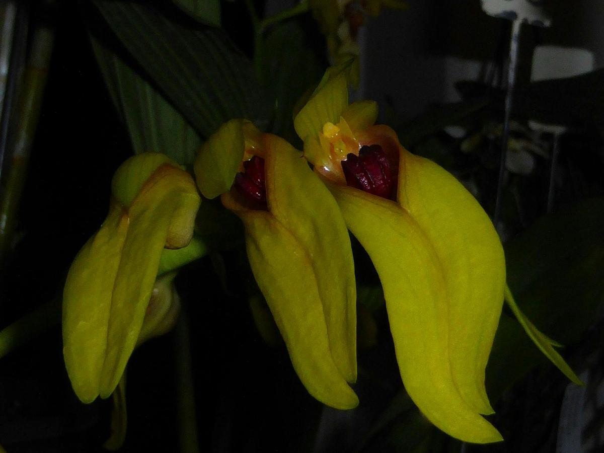The Illawarra Native Orchid Society Spring Show