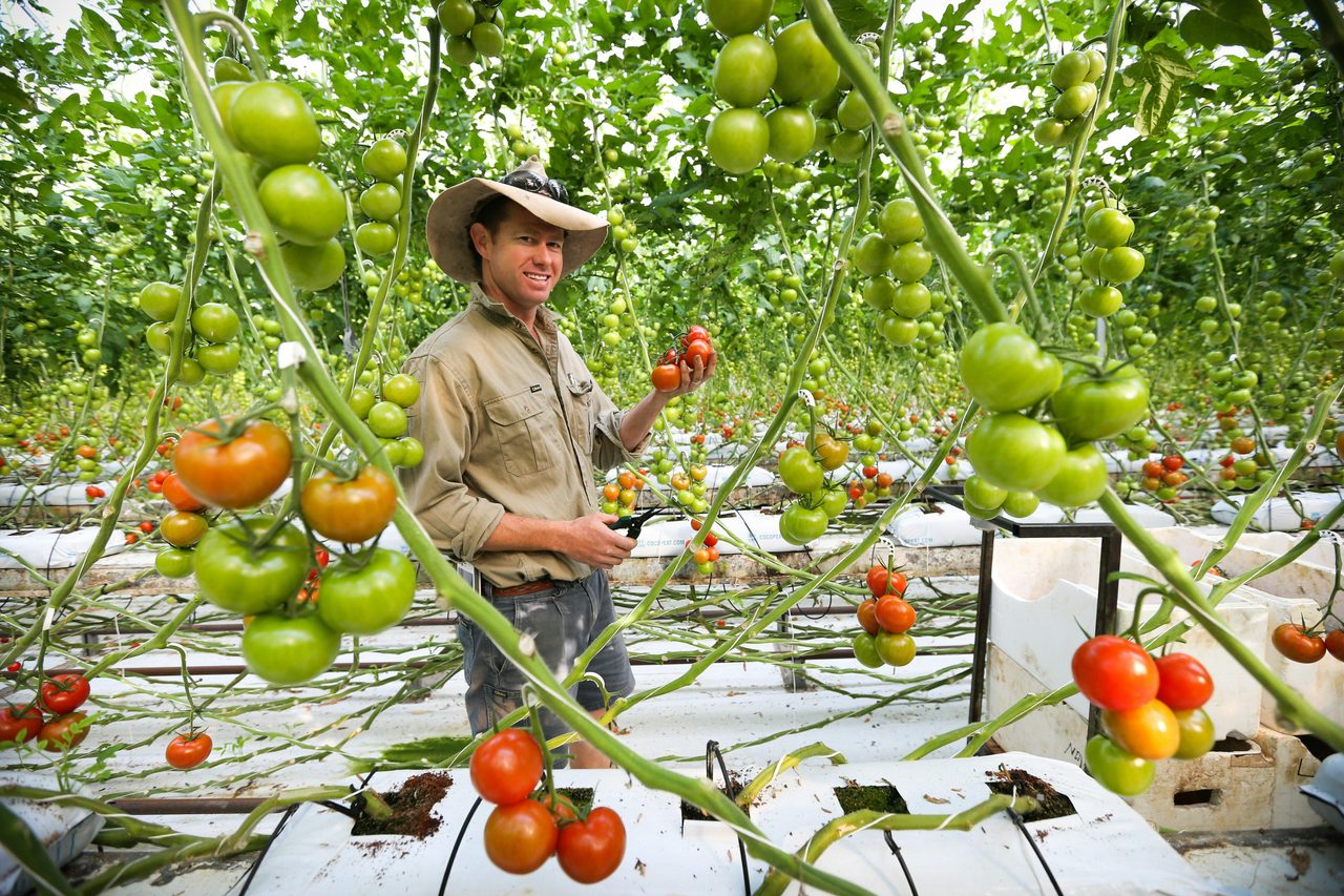 Ricardoes grows delicious flavorsome tomatoes, consistent award-winners at  Sydney Royal Easter Show
