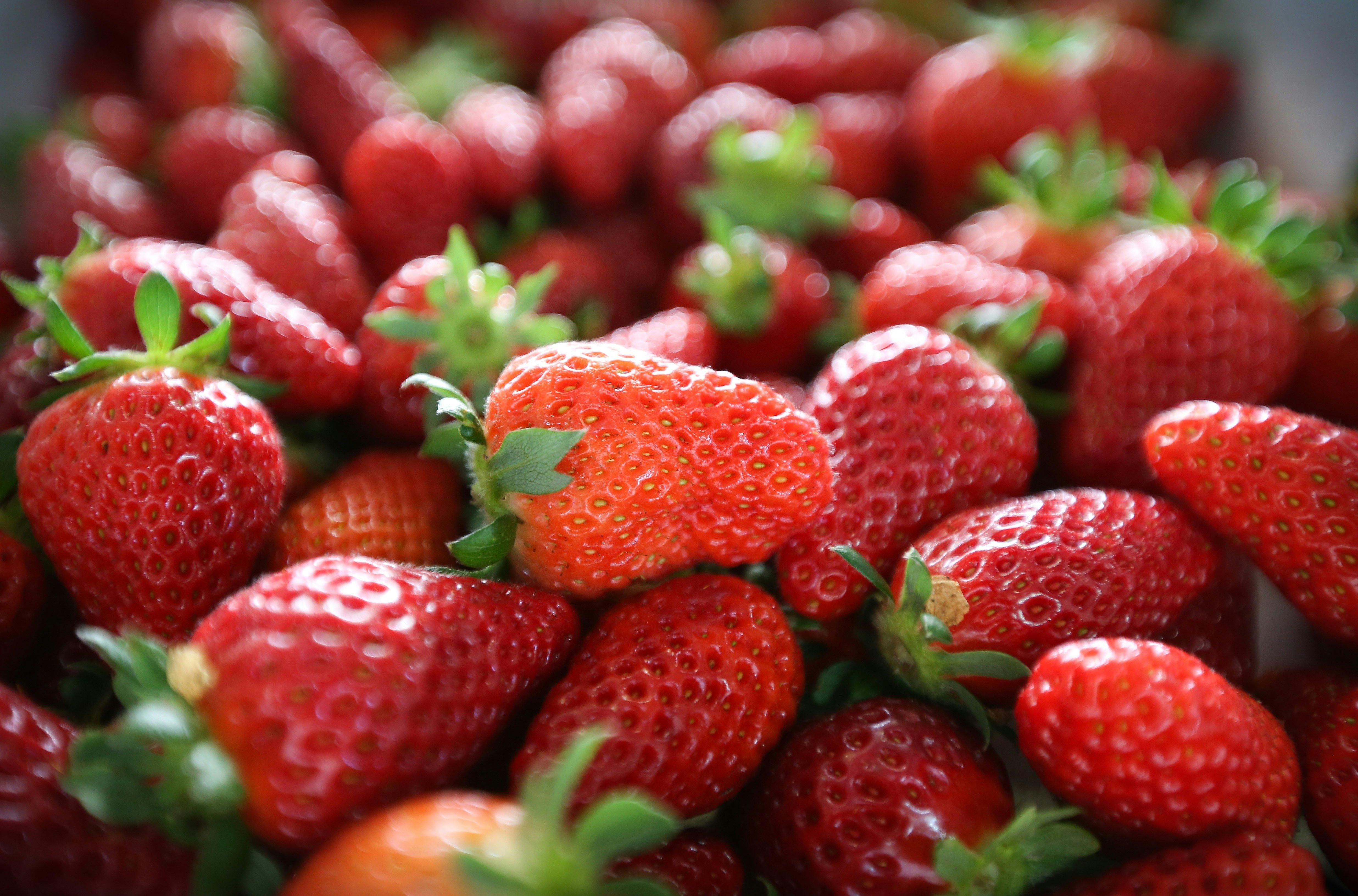 Strawberries grow on vertical latticed frames - pluck them at shoulder level, whatever your height