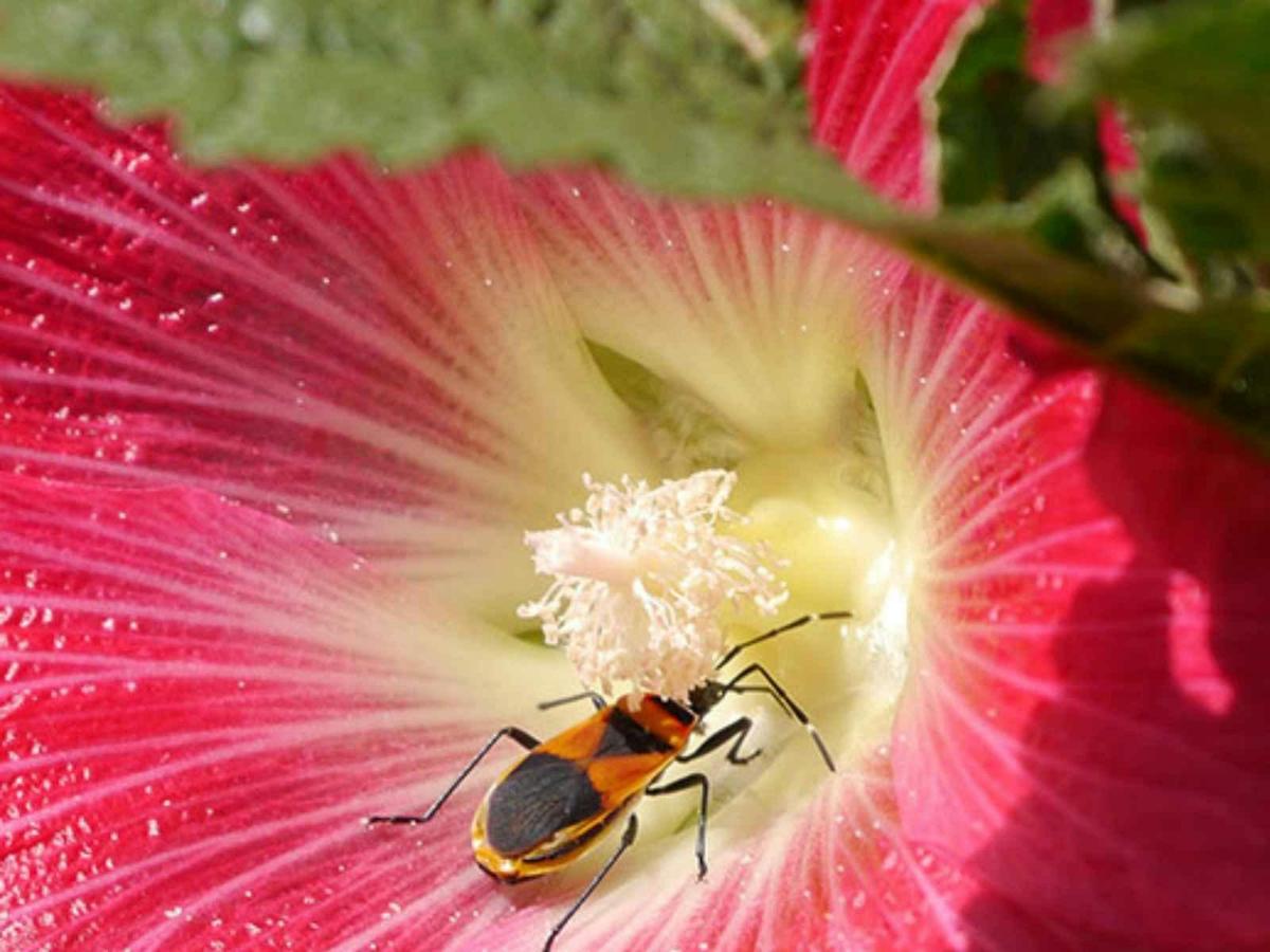 Pest identification and organic control workshop