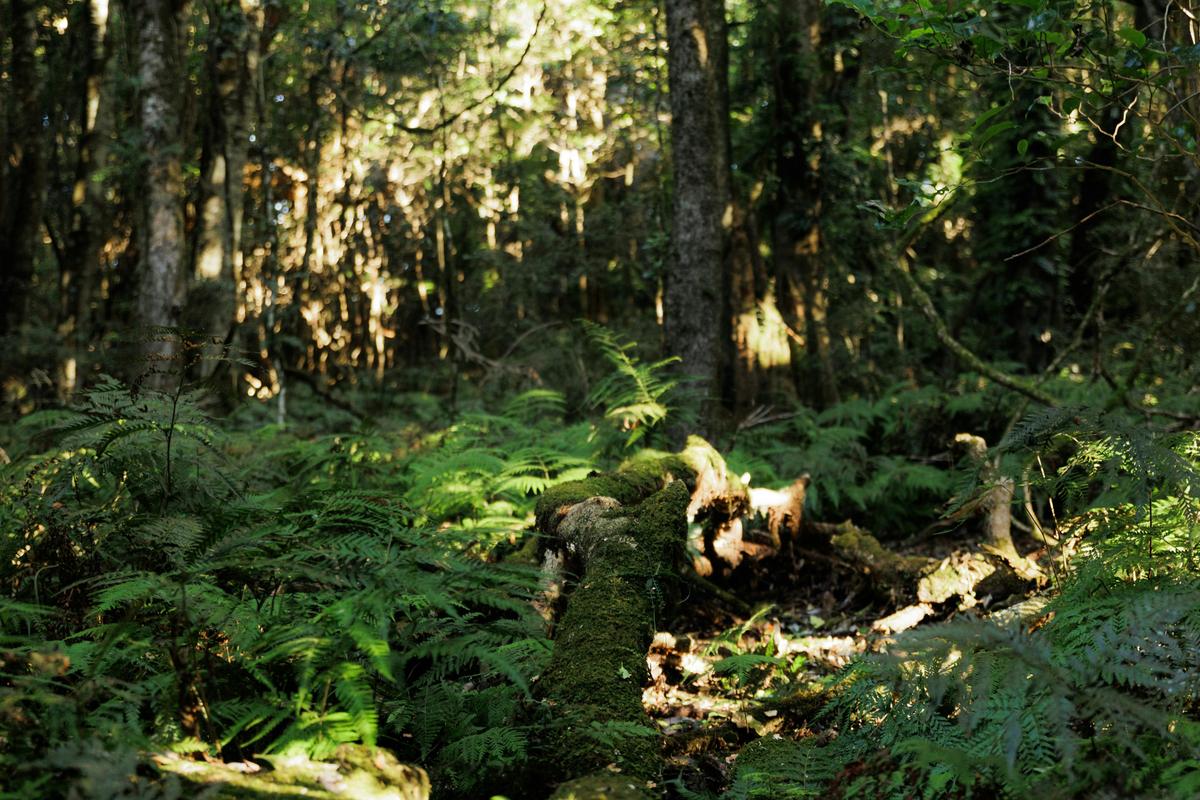 Robertson Rainforest