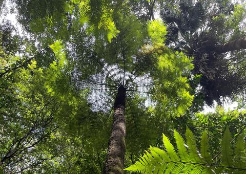 Robertson Rainforest Festival