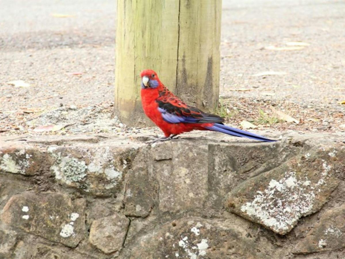 A crimson rosella at Pebbly Beach picnic area, Murramarang National Park. Photo: John Yurasek &copy;
