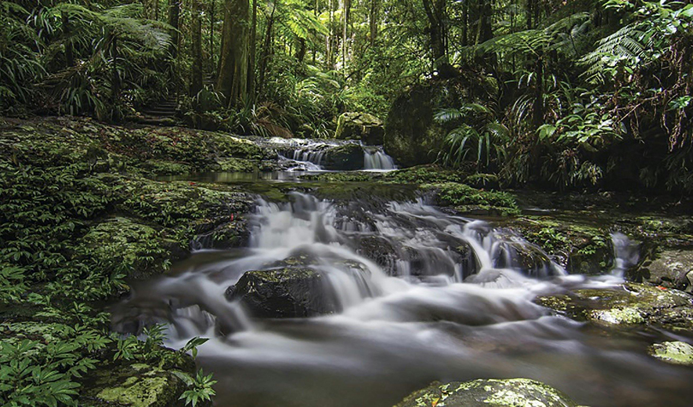 Protestors Falls walking track