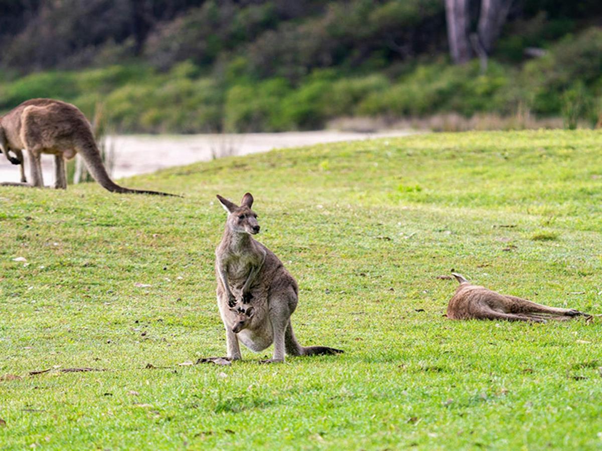 Kangaroos at Pretty Beach picnic area. Credit: John Spencer &copy; DCCEEW