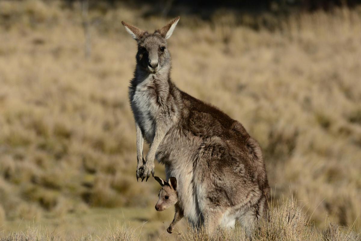 Namadgi National Park Campgrounds