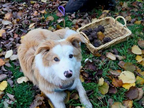 Truffle Hunt and French Brunch Experience