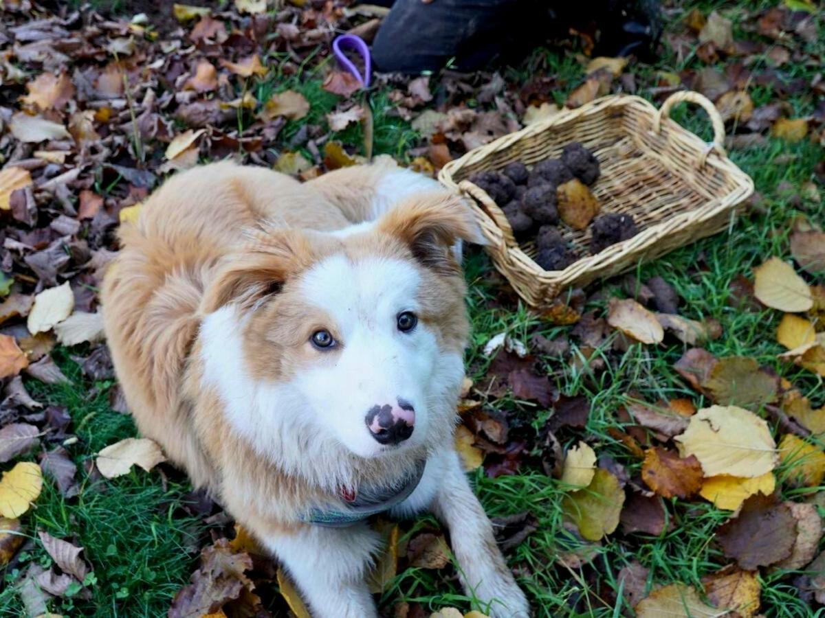 Truffle Hunt and French Brunch Experience