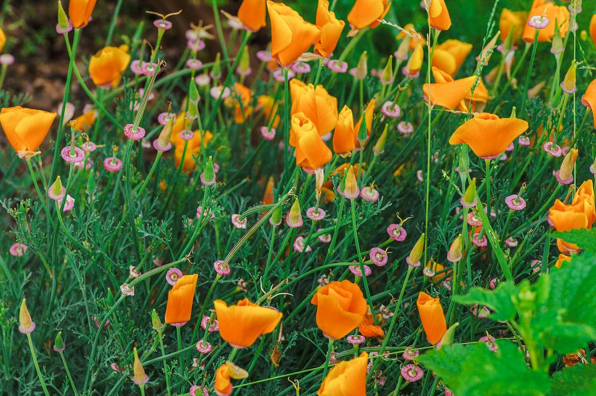 Calthorpes House Gardens