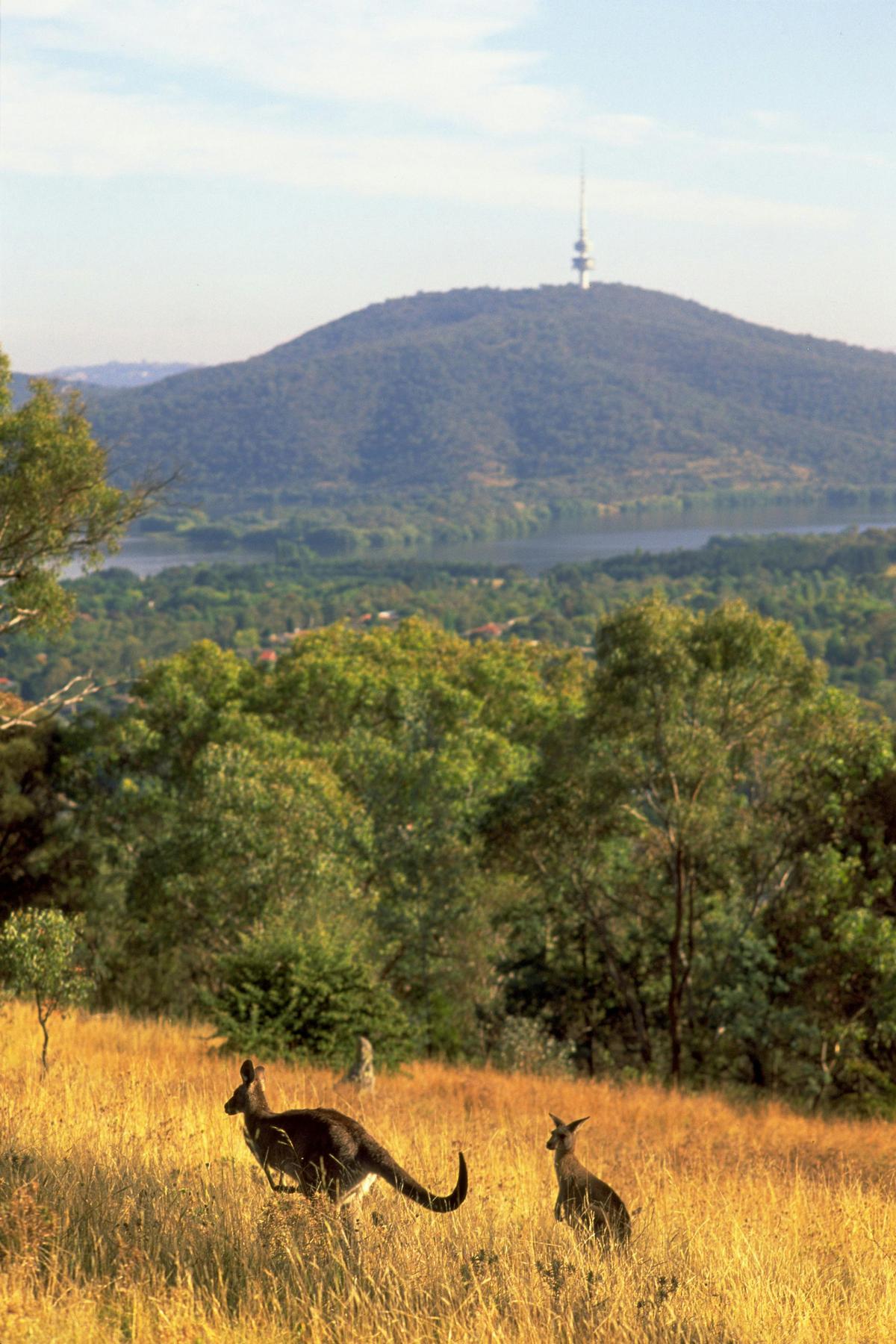 See wildlife on the Canberra Centenary Trail