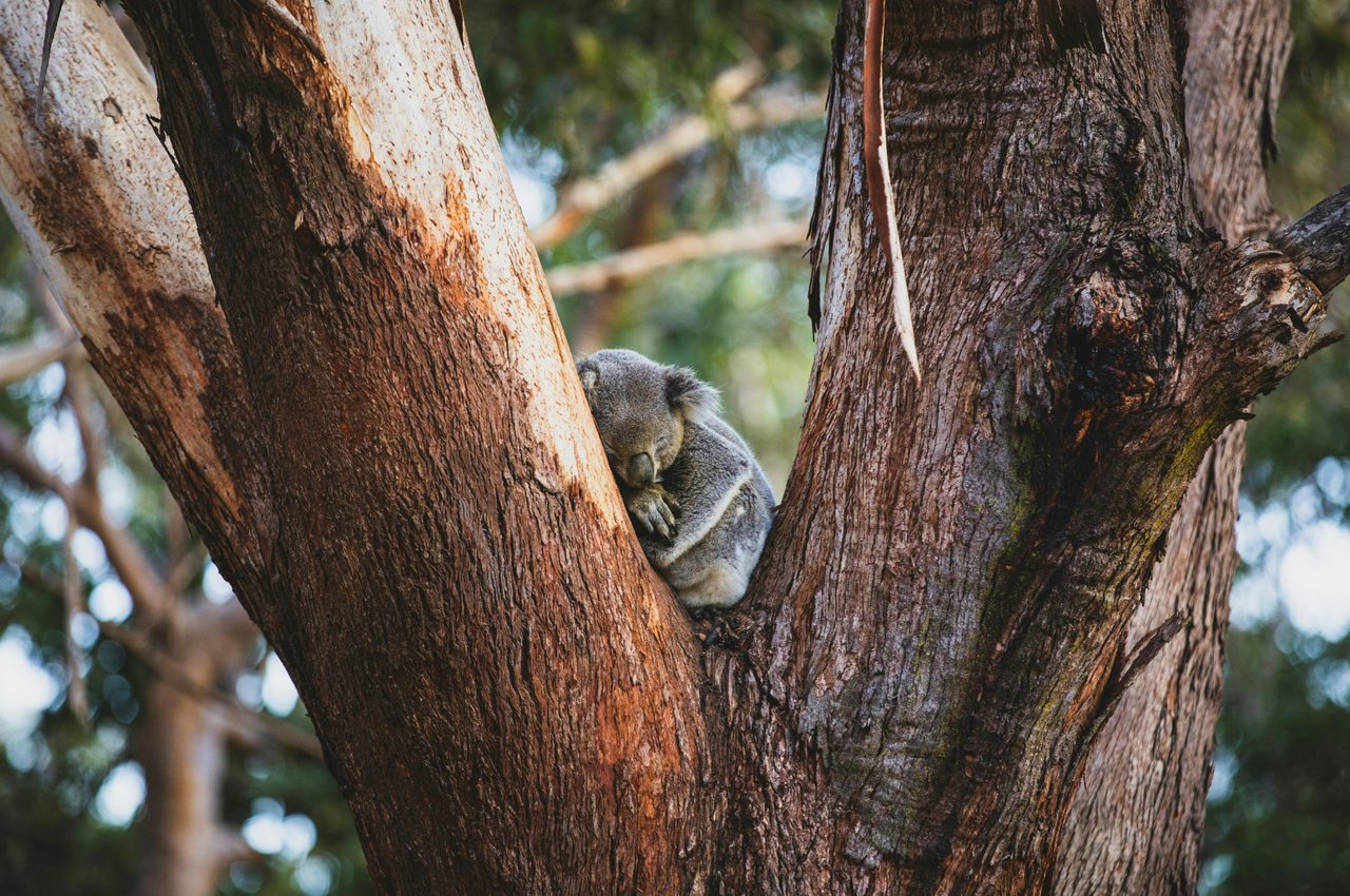 Koala