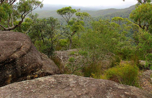 Pigeon House Mountain Didthul Walking Track
