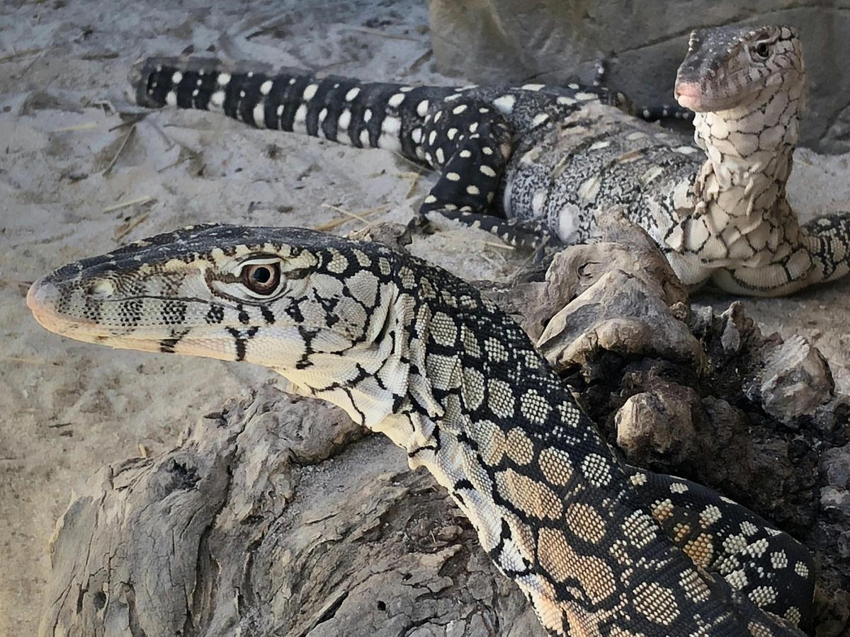 Perentie's