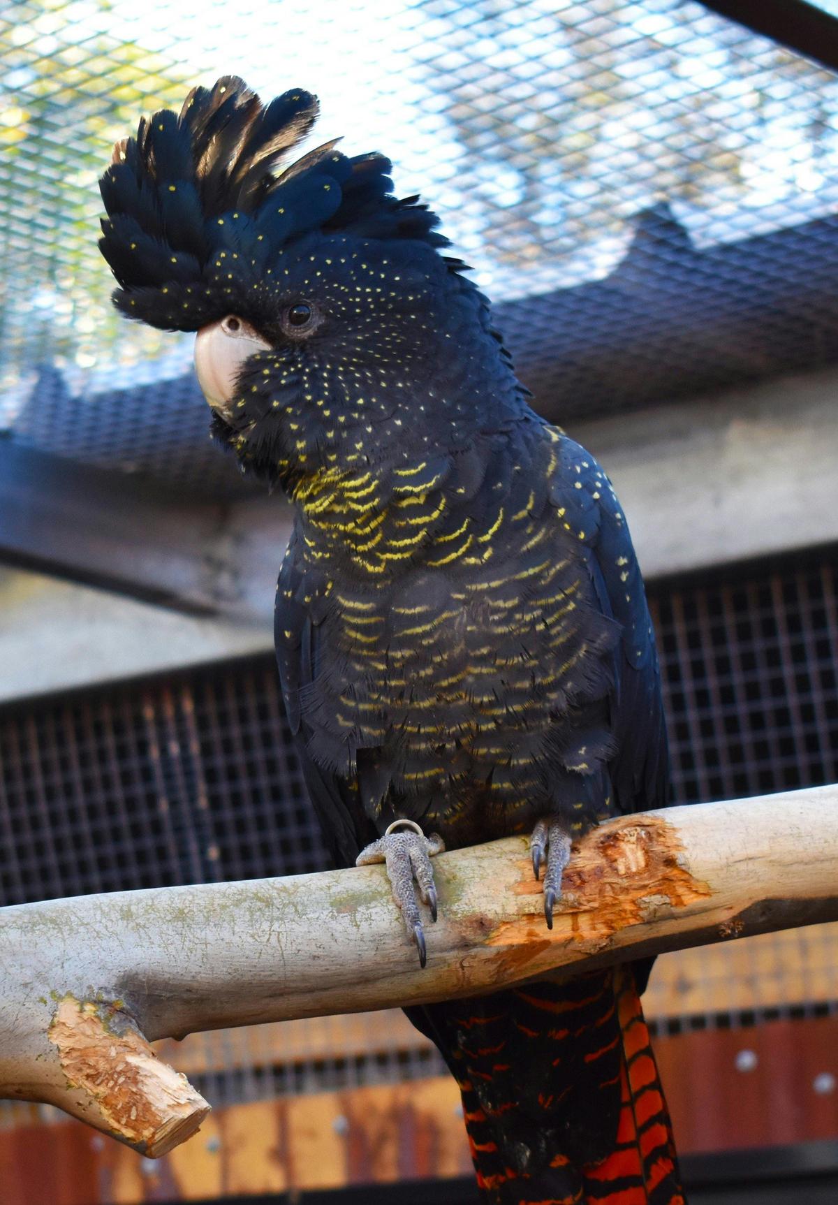 Olie our red tailed black cockatoo