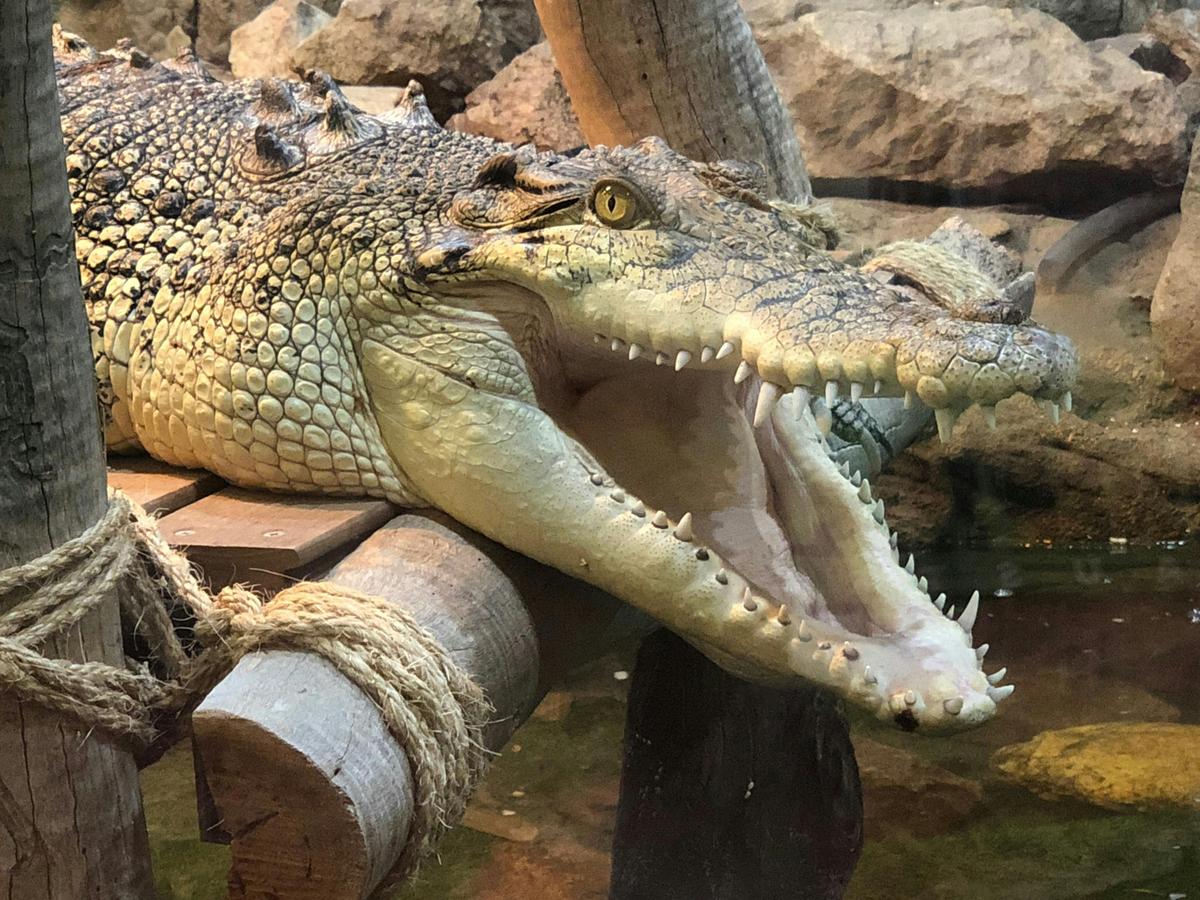 Charlie our salt water crocodile