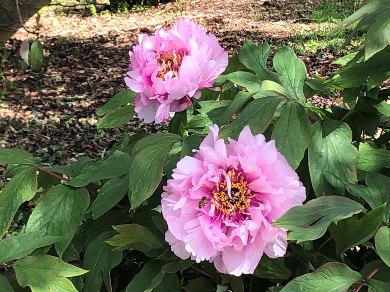 One hundred year old Tree Peonies in bloom