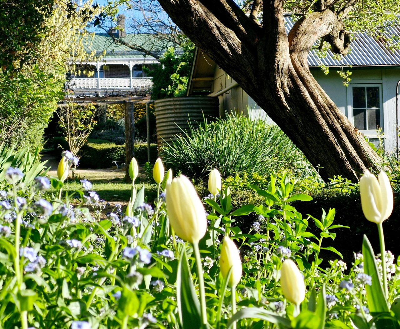 Spring Tulips