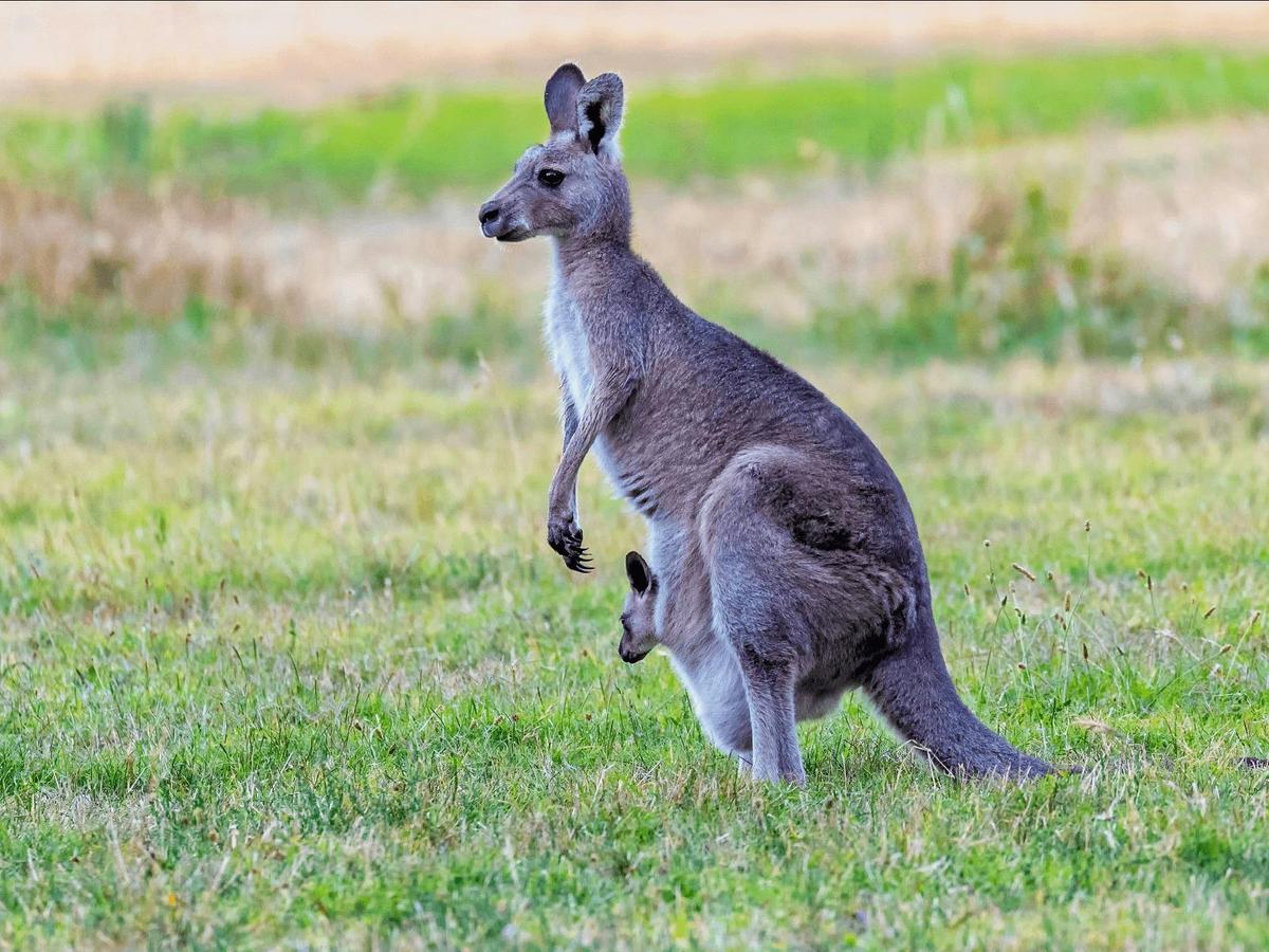 Kangaroos and Koala Experience Tour