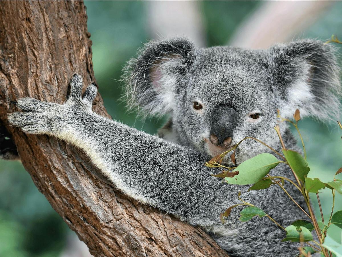 Kangaroos and Koala Experience Tour