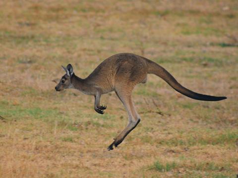 Kangaroos and Koala Experience Tour