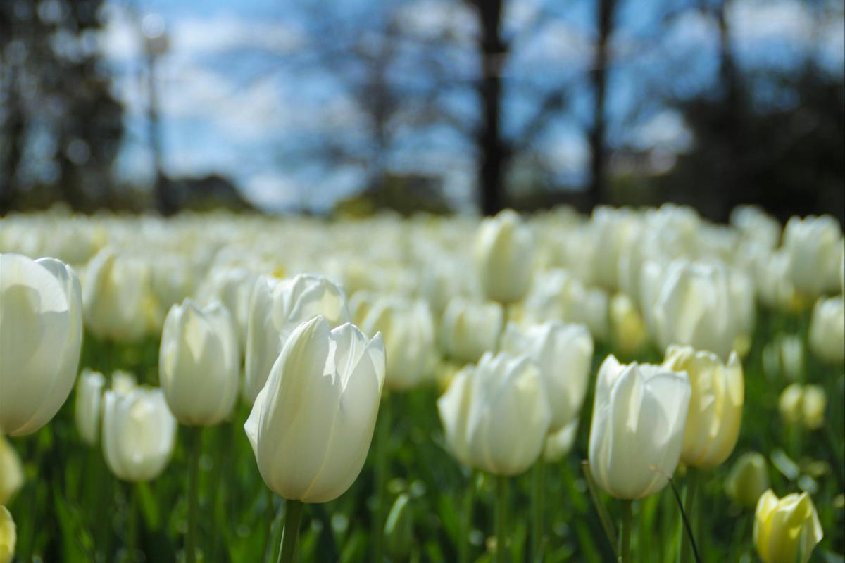 Floriade