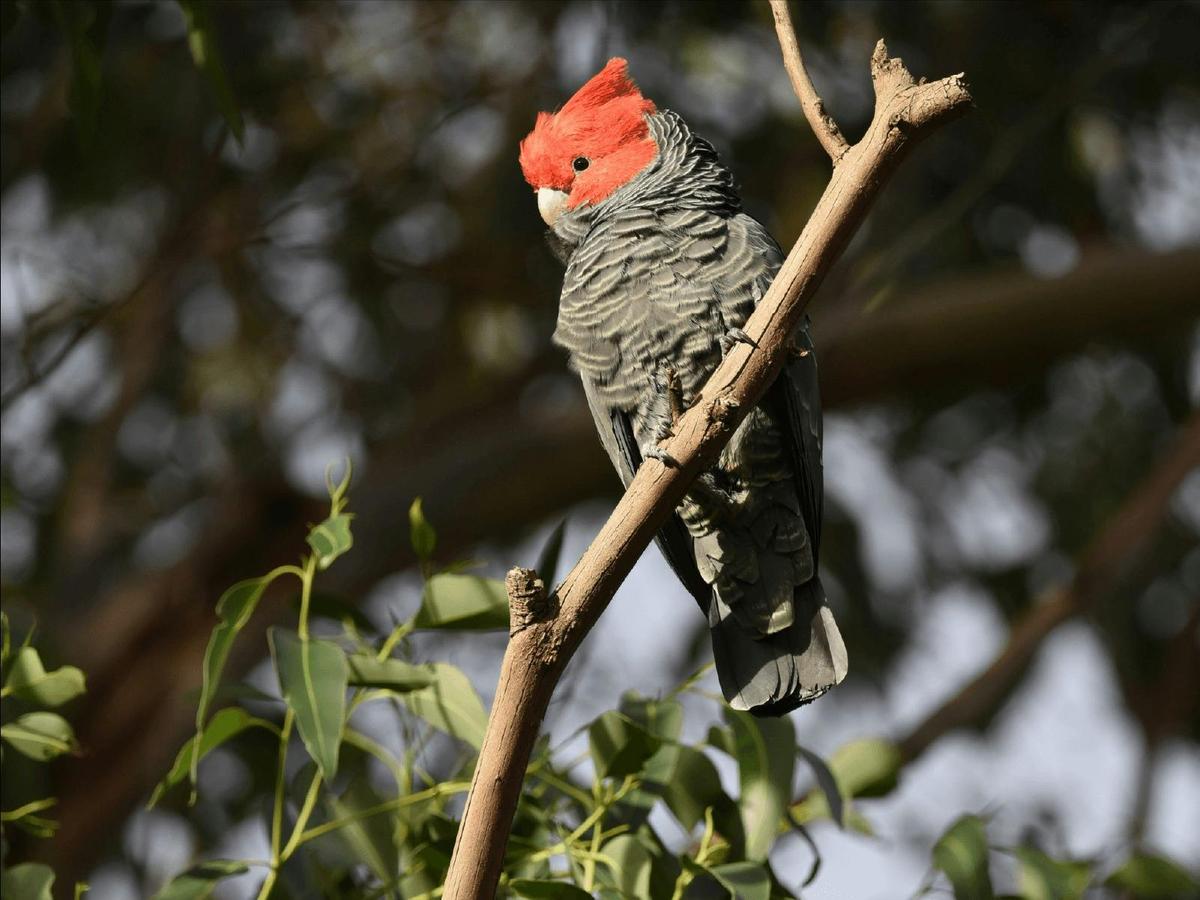 Kangaroos and Koala Experience Tour