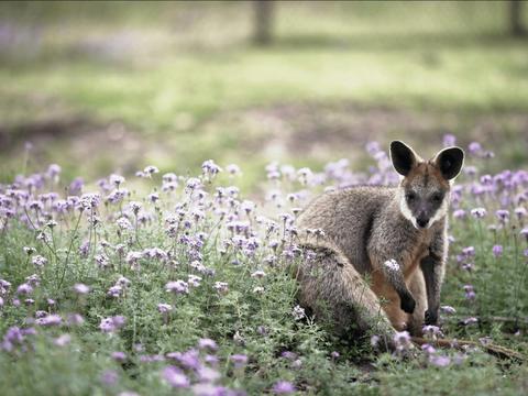 Kangaroos and Koala Experience Tour