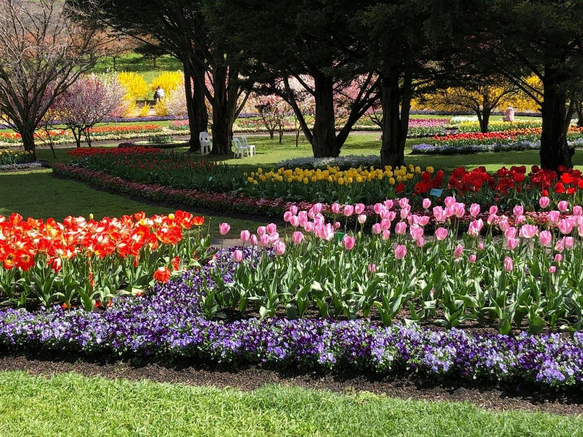 Canberra, Southern Highlands, Colours Of Floriade