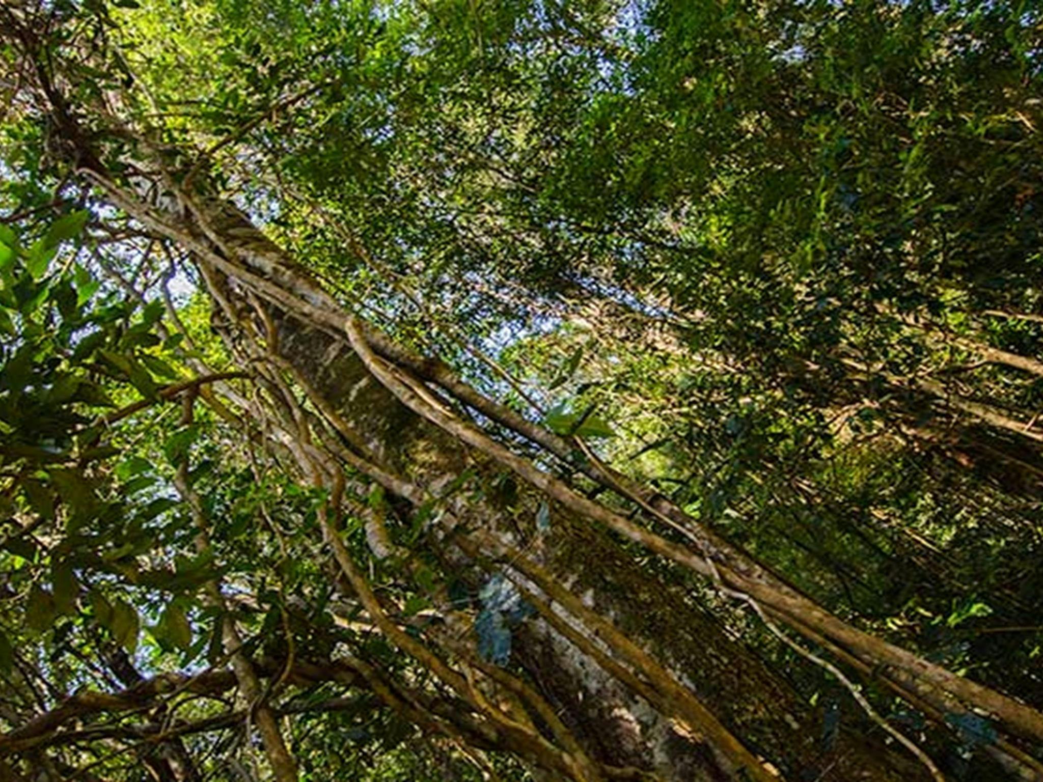 Potoroo Falls picnic area, Tapin Tops National Park. Photo: John Spencer/OEH