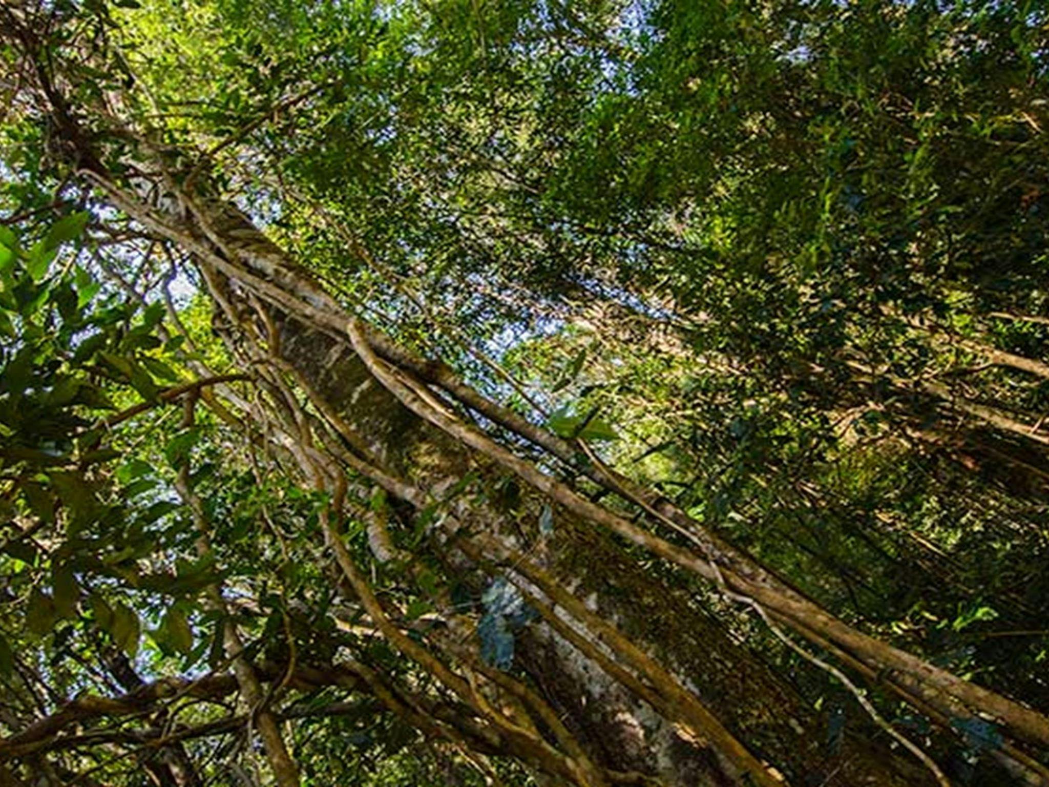 Potoroo Falls picnic area, Tapin Tops National Park. Photo: John Spencer/OEH