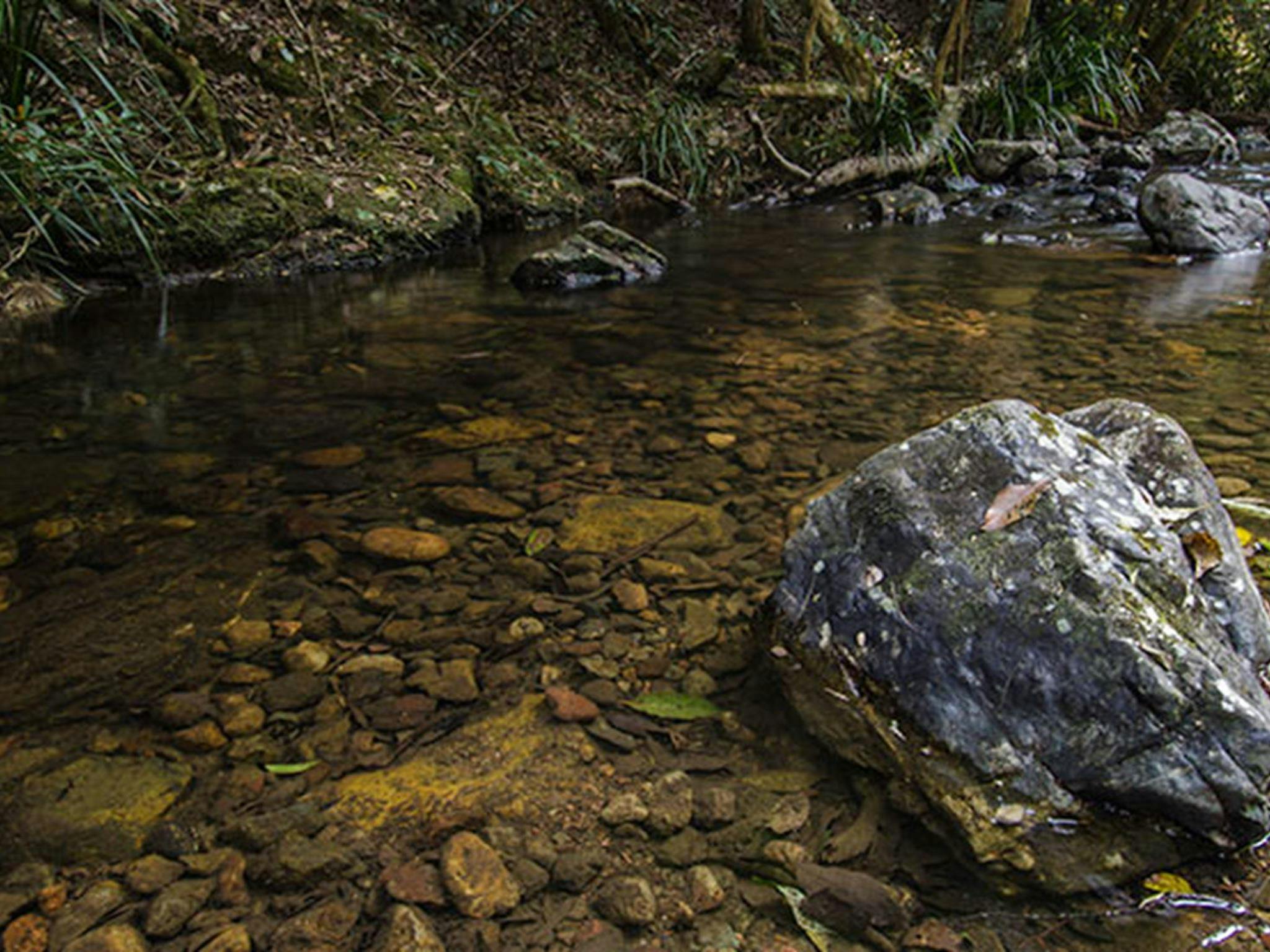 Potoroo Falls picnic area, Tapin Tops National Park. Photo: John Spencer/OEH