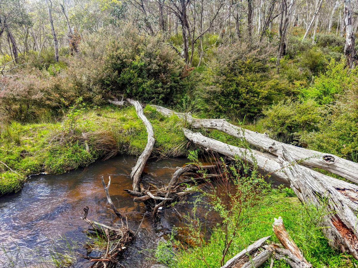 Australian Alps Walking Track: Kosciuszko to Hotham