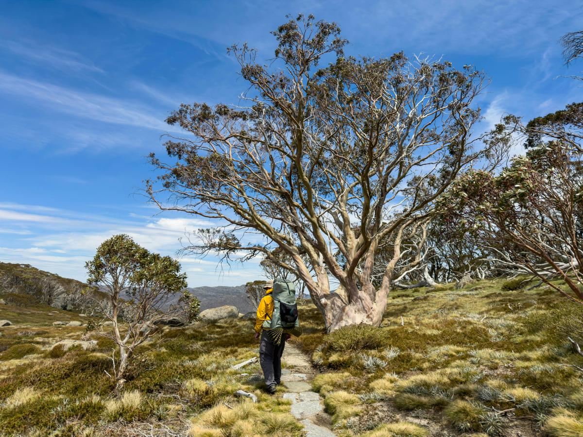Snowies Alpine Walk