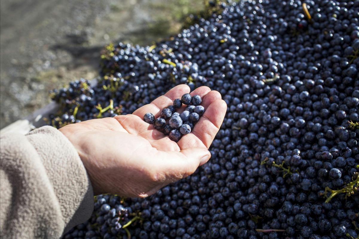 Take a Canberra wine tour
