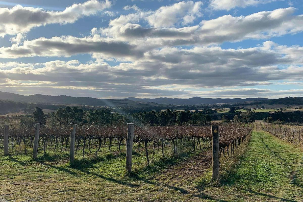 Canberra Luxury Food and Winery Tour | Tour Du Vin | Private full-day (8 hours) including Lunch