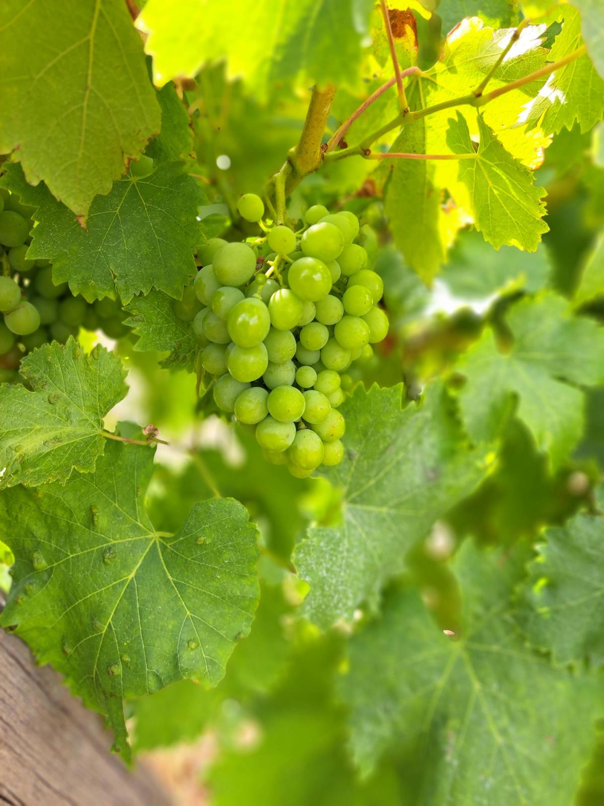 Long Lunch  Luxury Wine Tour