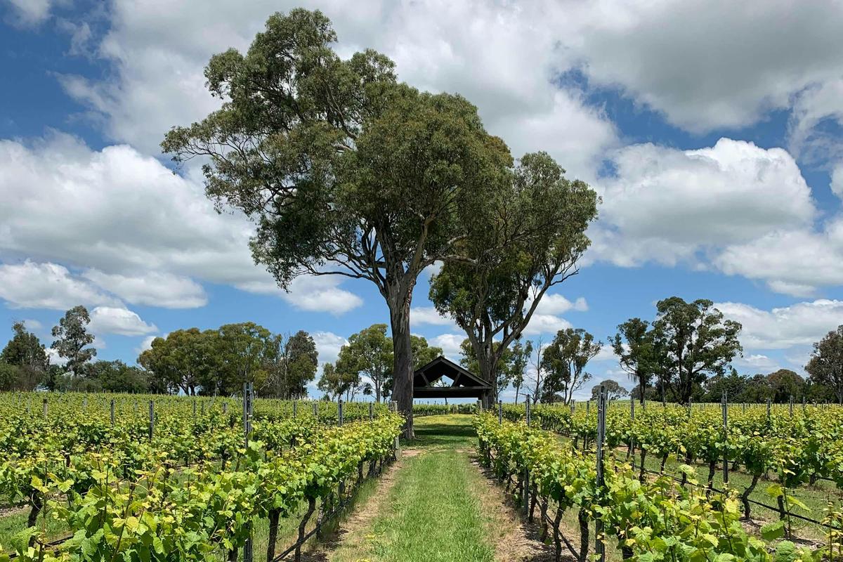 Canberra Winery Tour | Découverte  Tour Du Vin | Private dicovery (4-5 hours) including Lunch
