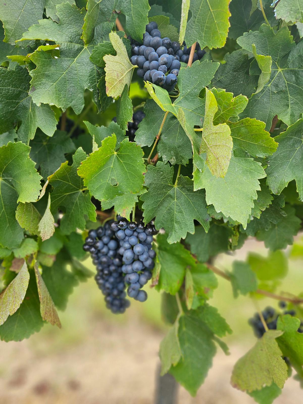 Shiraz grapes