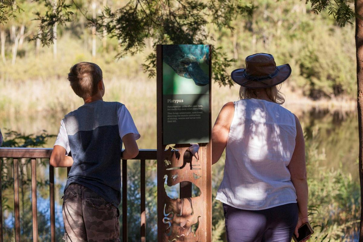 You have a great chance of seeing a platypus in the wild