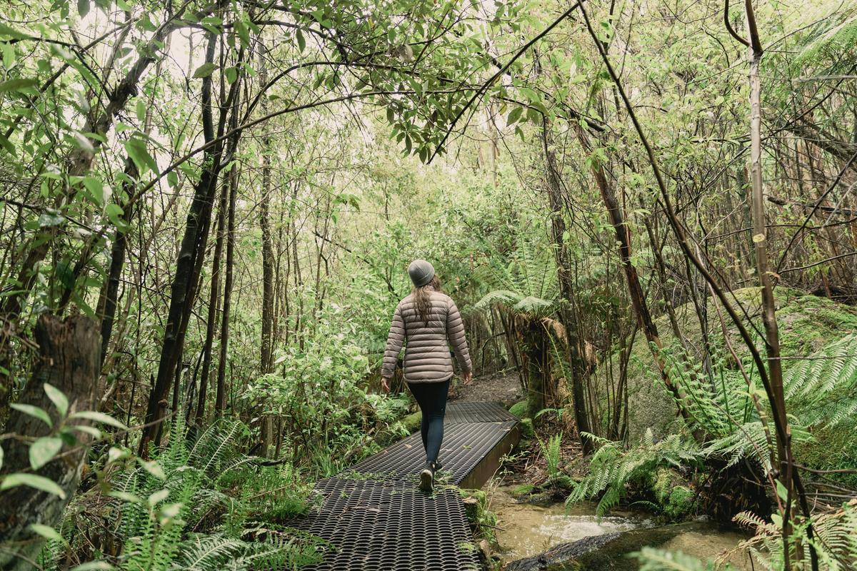Forest therapy
