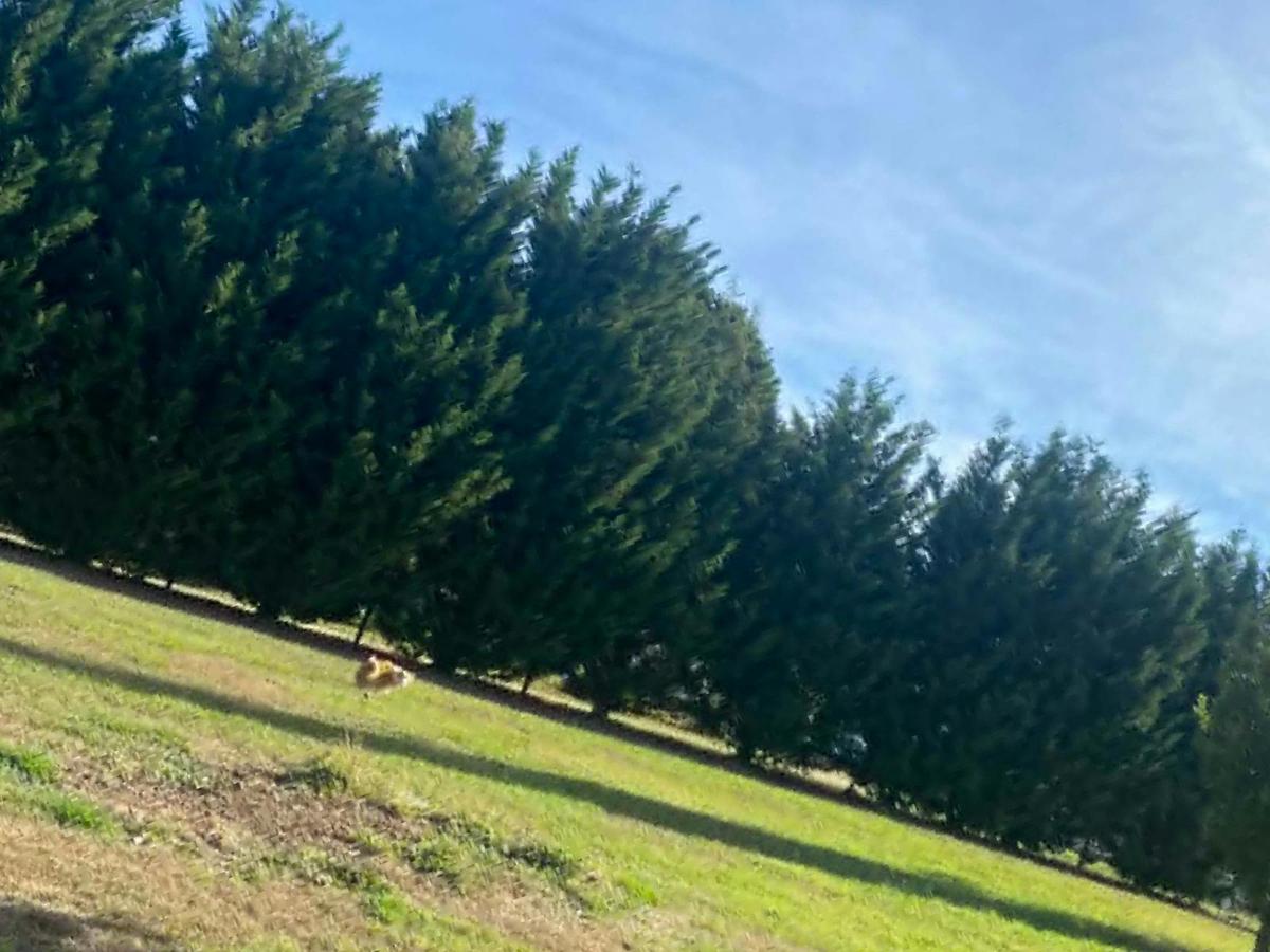 The Truffle Farm and dog we'll meet on the Tour